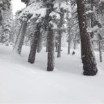 Groundhog's Day in Mammoth Area
